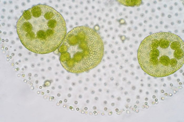 microscope slide of pale green plankton
