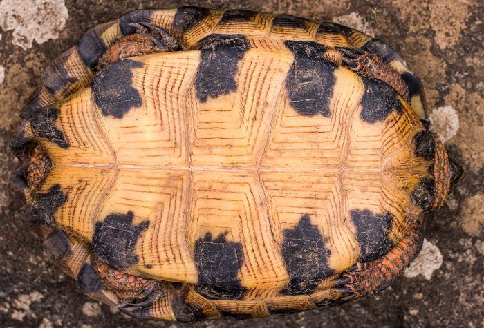 Underside of turtle shell
