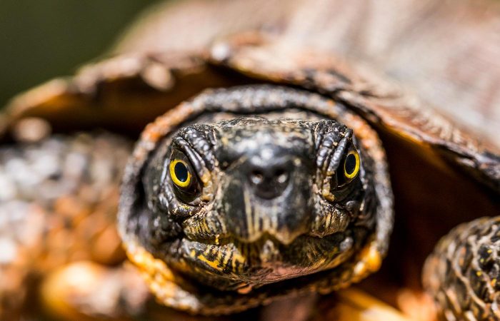 Close up of turtle's face