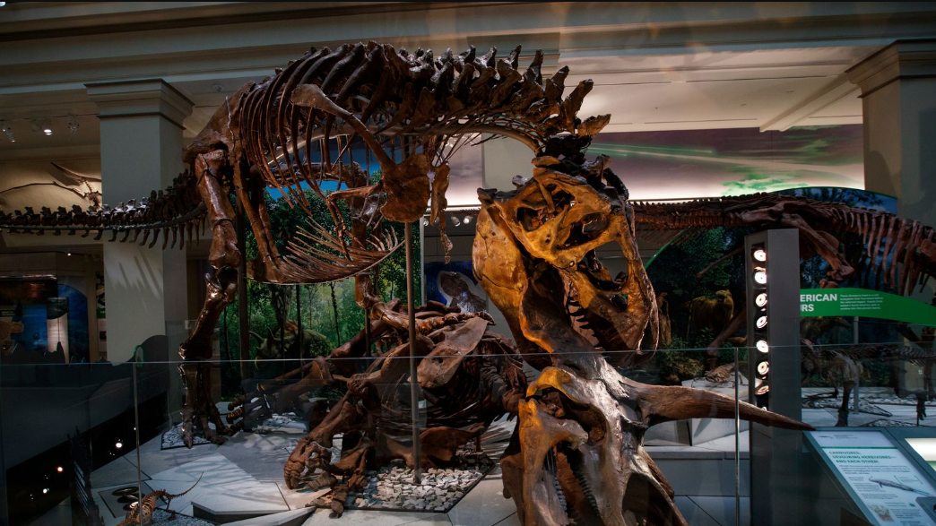 Trex exhibit at Deep Time