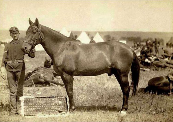 1887 photo of Camanche the horse
