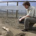 Marinari working with black-footed ferret in the field