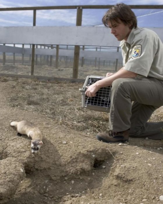 Marinari working with black-footed ferret in the field