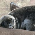 Sea lion pup