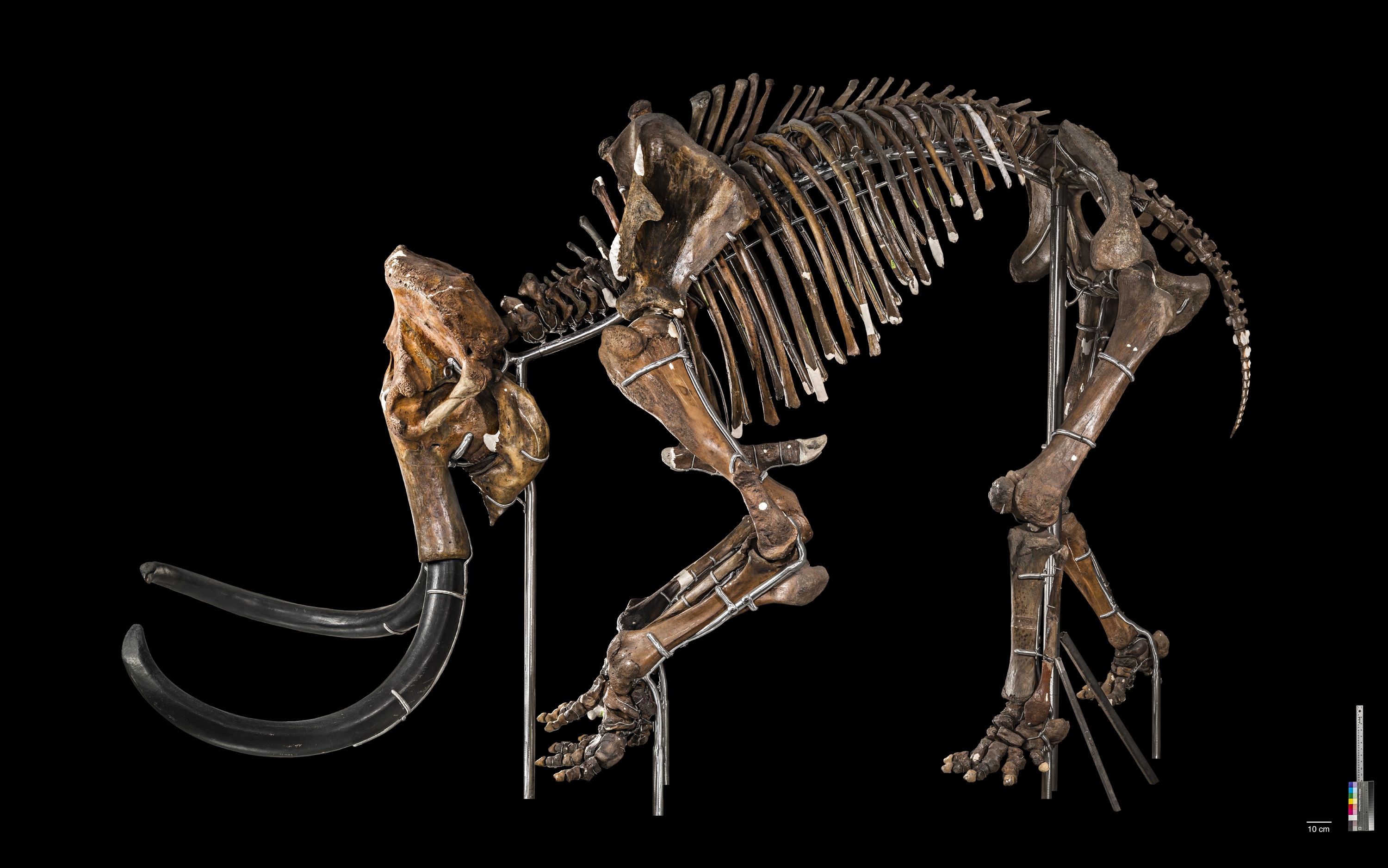 Side view of wooly mammoth skeleton