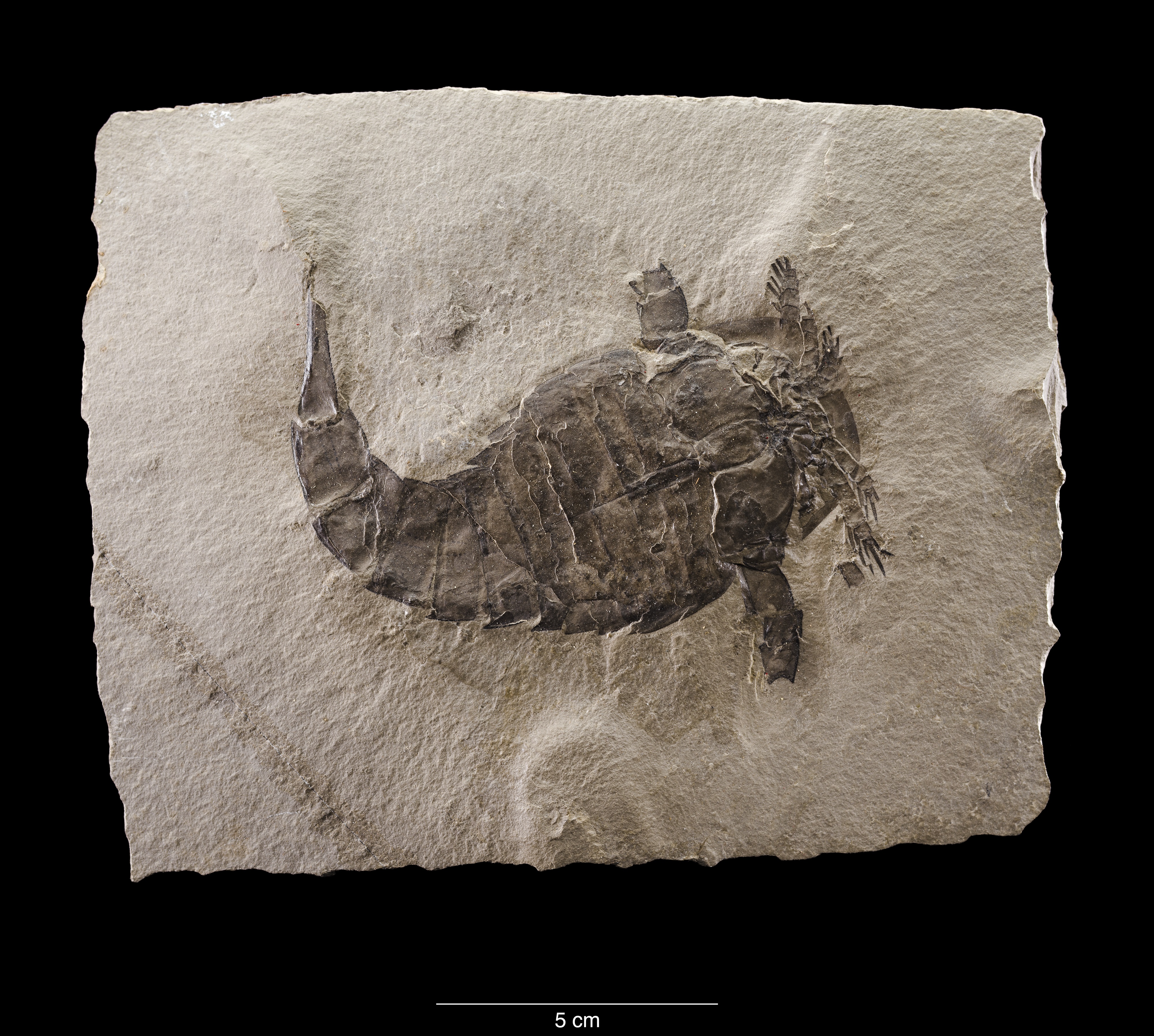Early air-breathing fossil