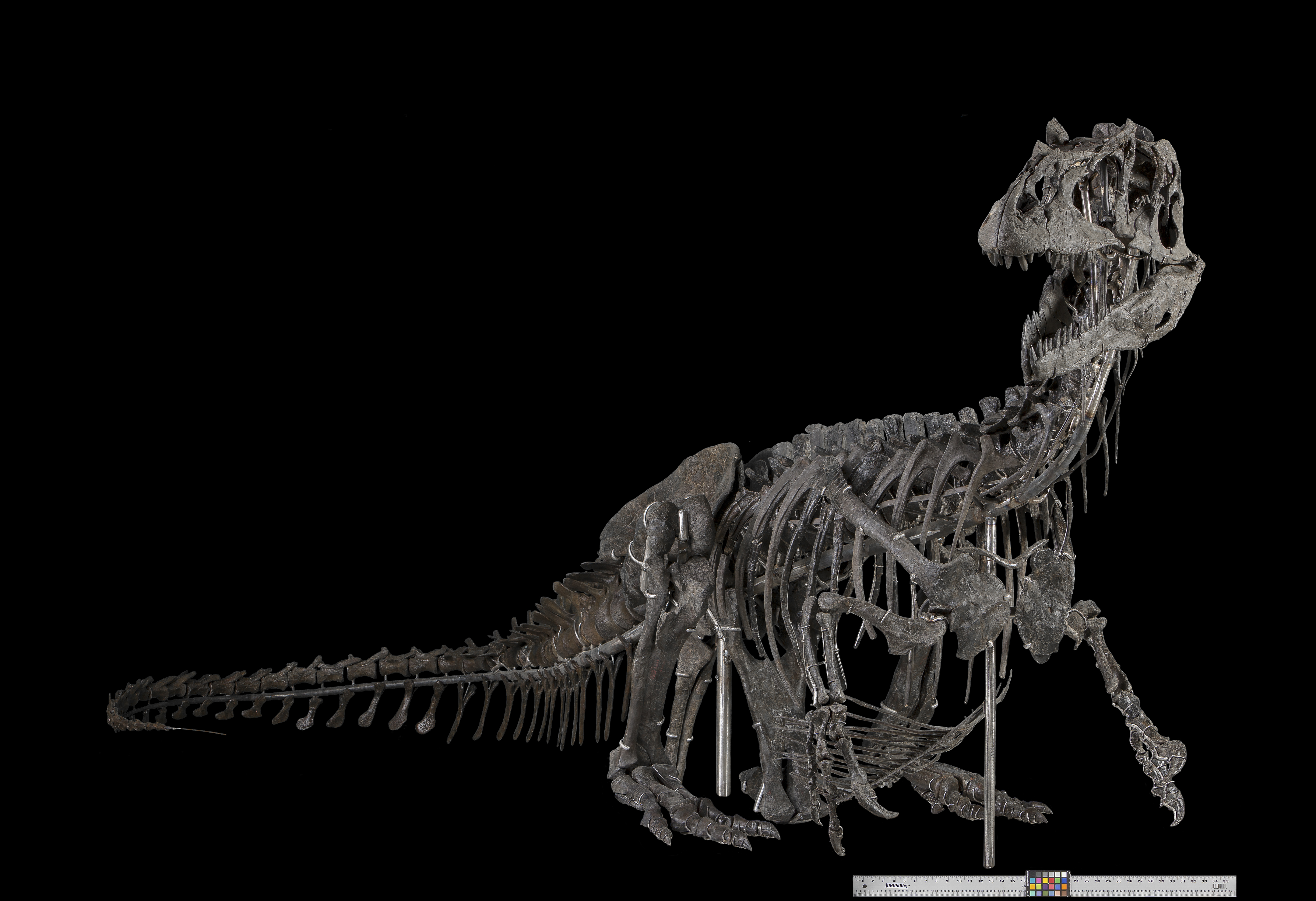 Allosaurus fragilis skeleton