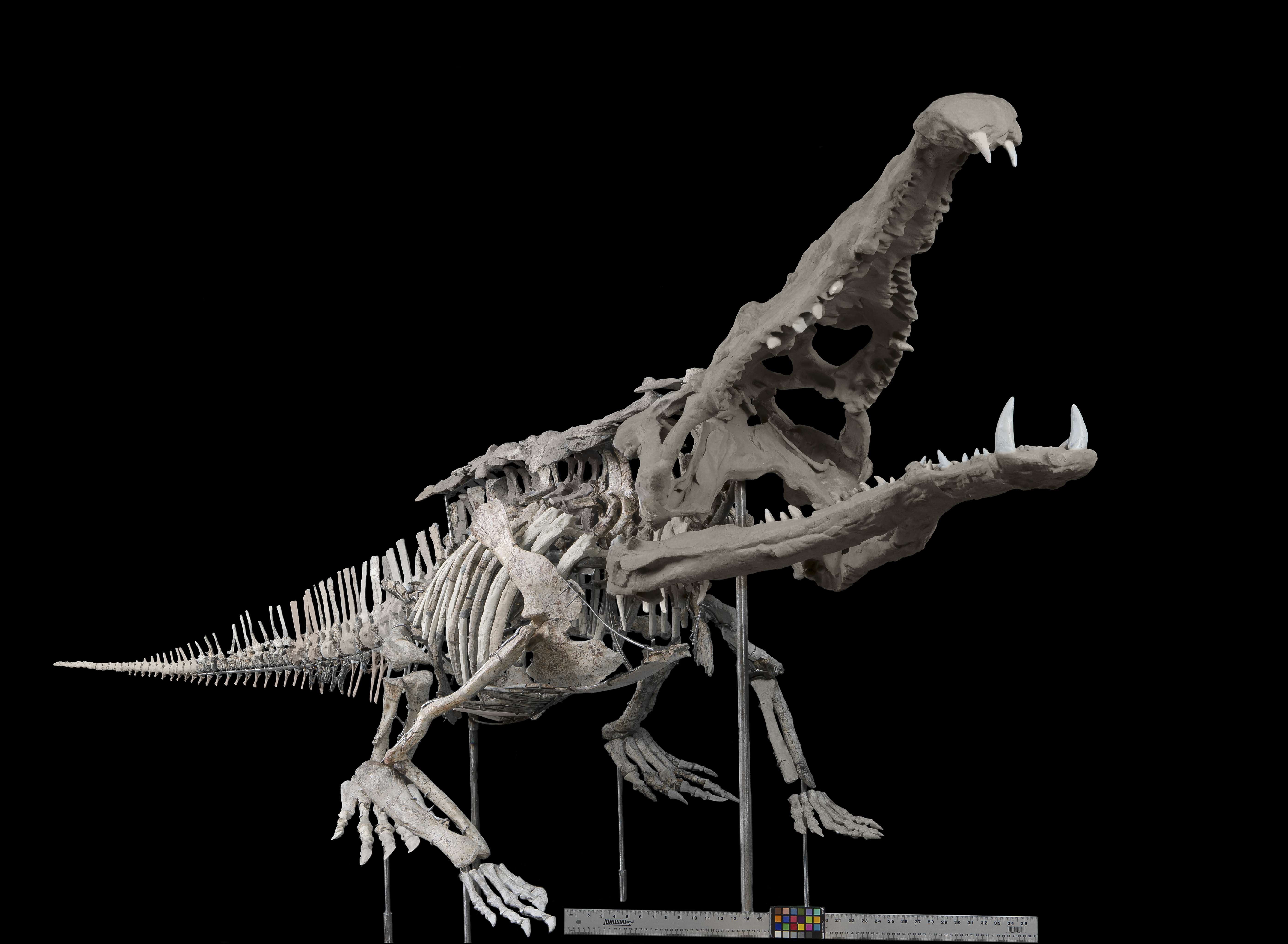 crocodile-like fossil