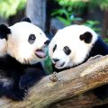 Two pandas playing