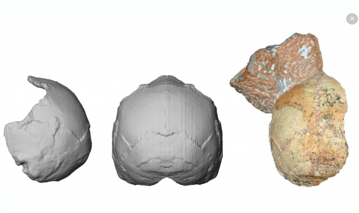 reconstruction of early hominid cranium