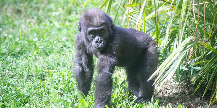 #GorillaStory: Moke is becoming more bold