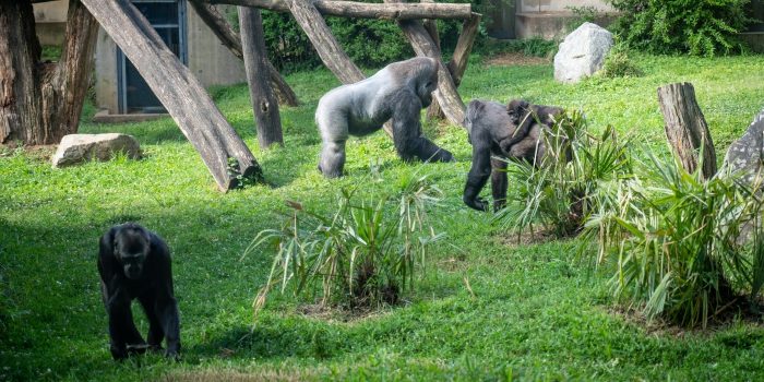 Gorillas in their yard