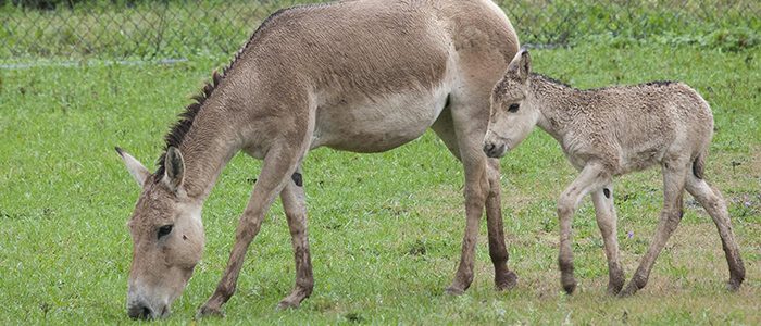 Featured Creature: Persian Onager