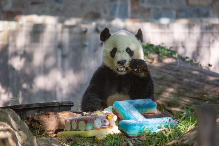 Bei bei with his birthday cake