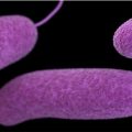 false color image of V. vulnificus bacteria