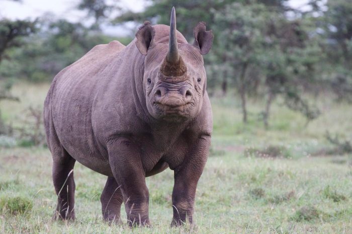 rhino photographed head on