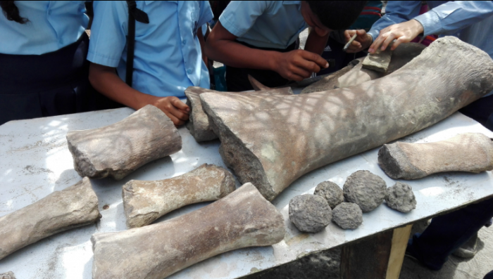 Large fossils on table