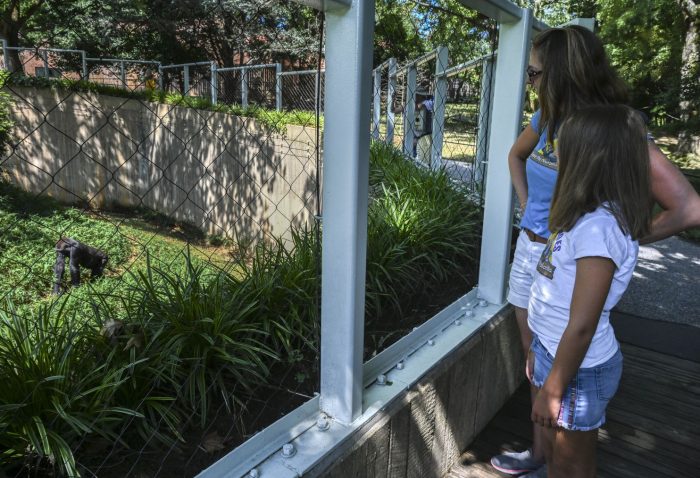 Young girl looks at Primate exhibit