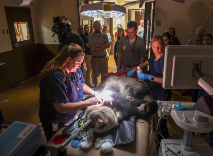 Giant panda being examined by vet