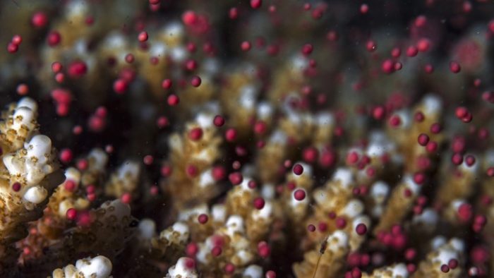 Close up of floating coral eggs