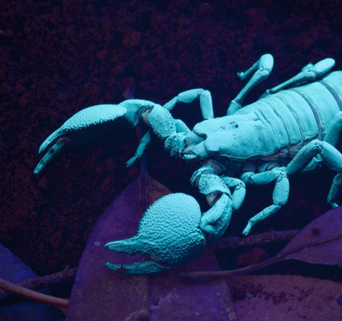 False color close up of scorpion