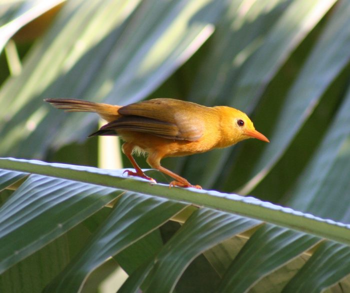 Small yellow-brown bird on palm frond