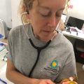 Vet wearing NZP shirt listens to small bird's heart