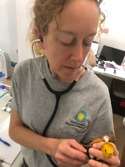 Vet wearing NZP shirt listens to small bird's heart