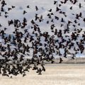 flock of red-winged blackbirds