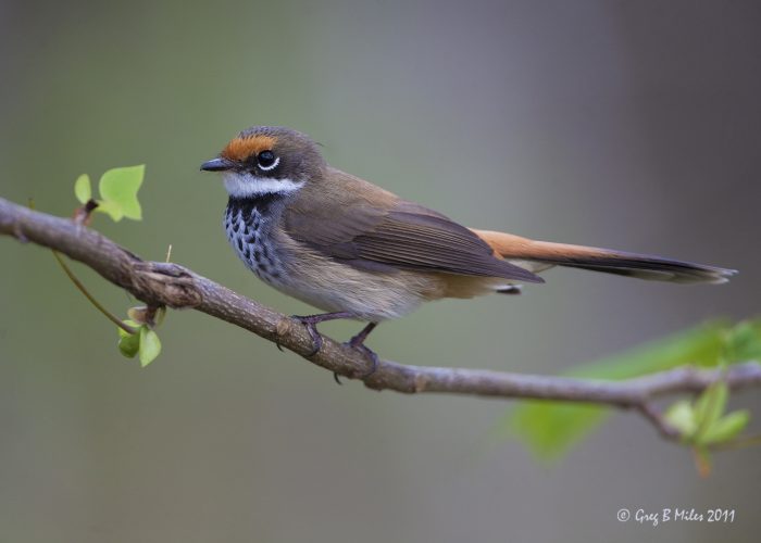 Small bird with orange forehead, speckled chest