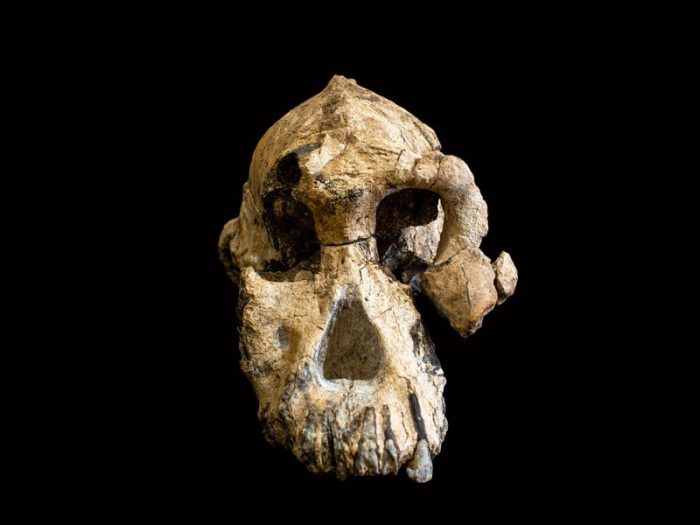 Fossilized skull