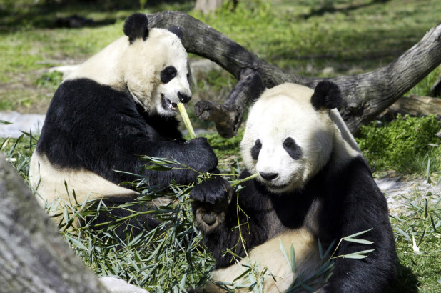 Giant panda pair at the national Zoo