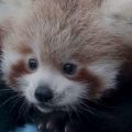 Close up of red panda cub