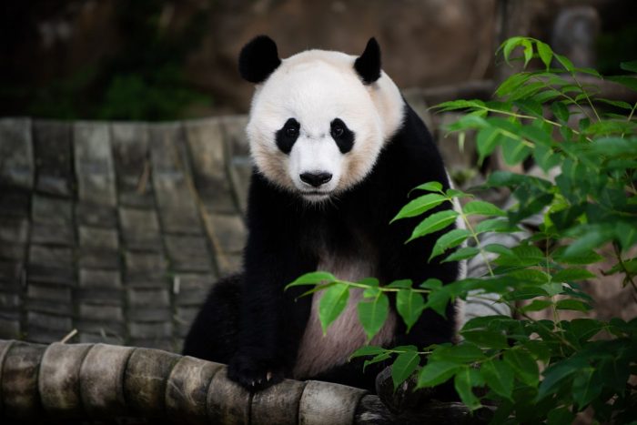 Giant panda Bei Bei at National Zoo