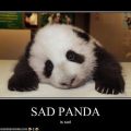 Sad Panda Meme