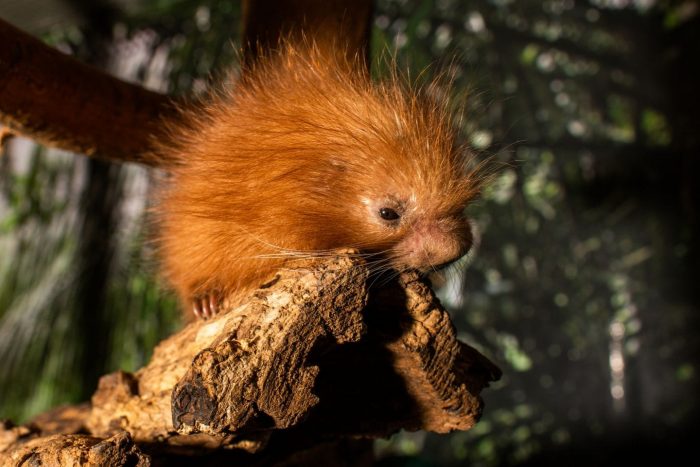 Baby porcupine