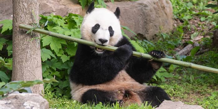 Gian Panda eating bamboo