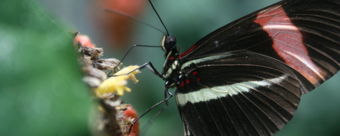 Close up of butterfly