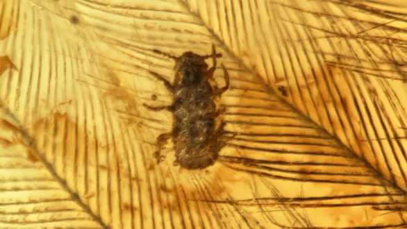 insect caught in amber