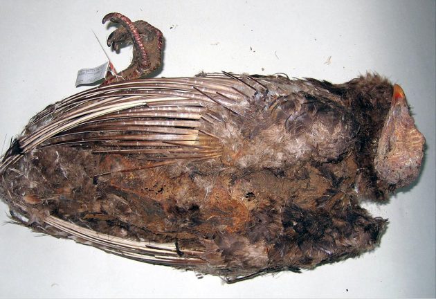 Mummified turkey