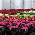 Poinsettias in the greenhouse
