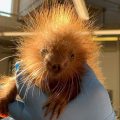 Baby porcupine