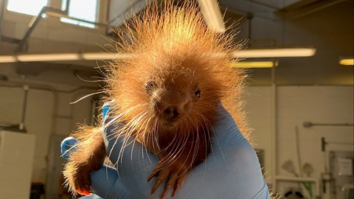 Baby porcupine