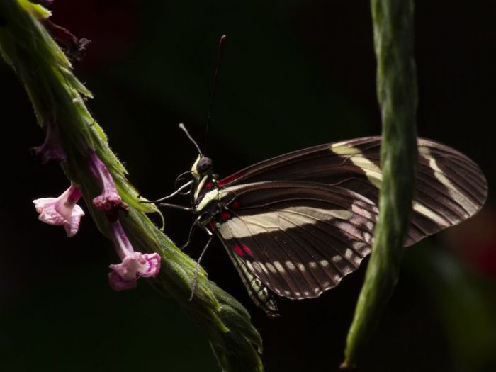 Butterfly against black background