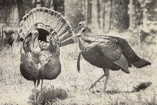 Photo of wild turkeys
