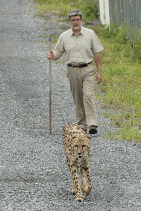 Wildt walking with cheetah