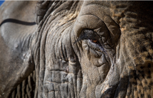 Close-up of elderly elephant
