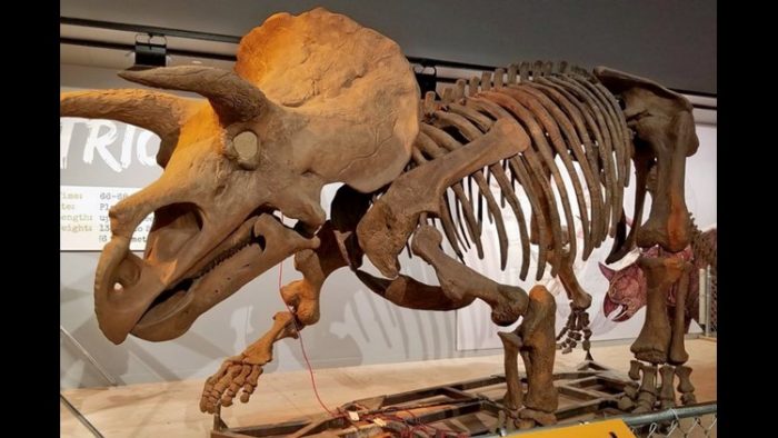 triceratops skeleton