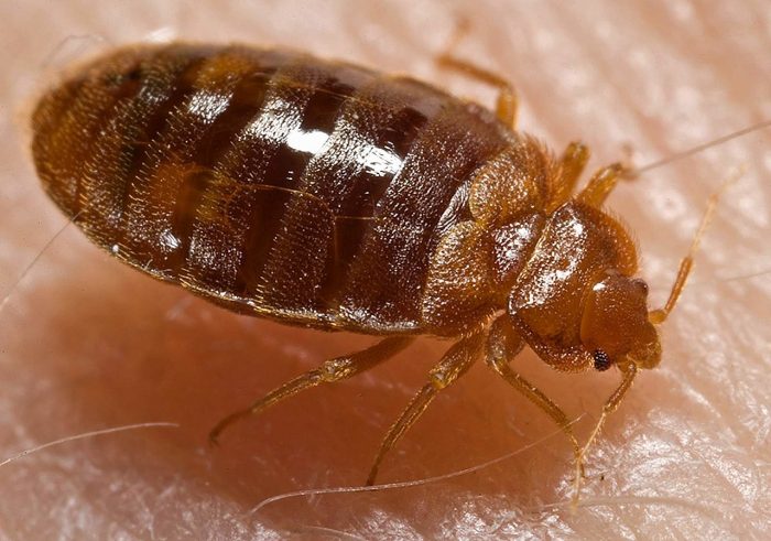 Bedbug closeup