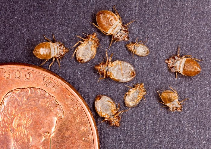 Bedbug skins